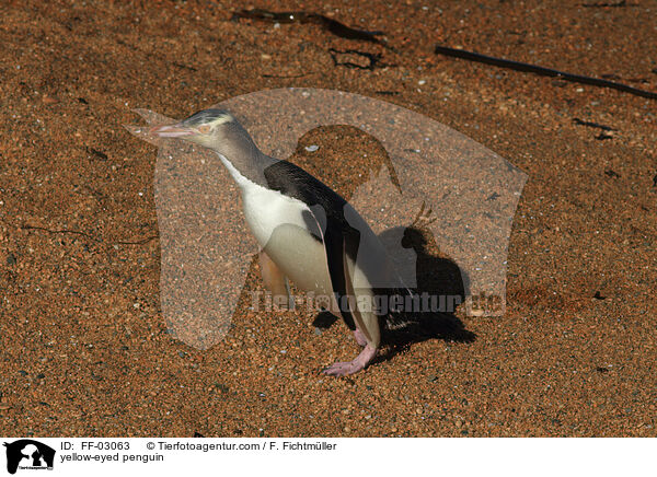 yellow-eyed penguin / FF-03063