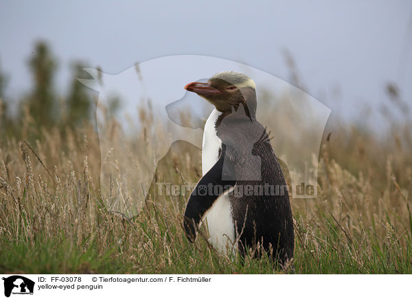 Gelbaugenpinguin / yellow-eyed penguin / FF-03078