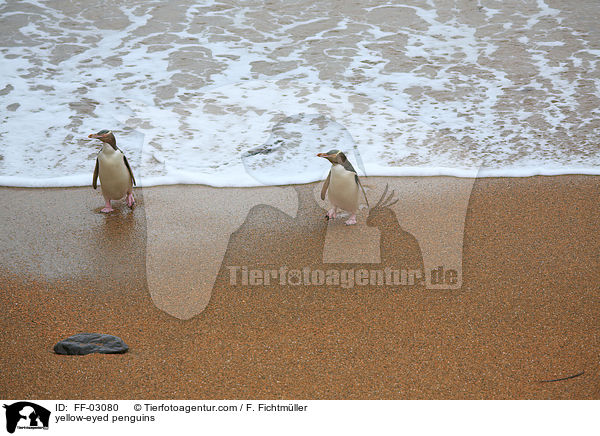 Gelbaugenpinguine / yellow-eyed penguins / FF-03080