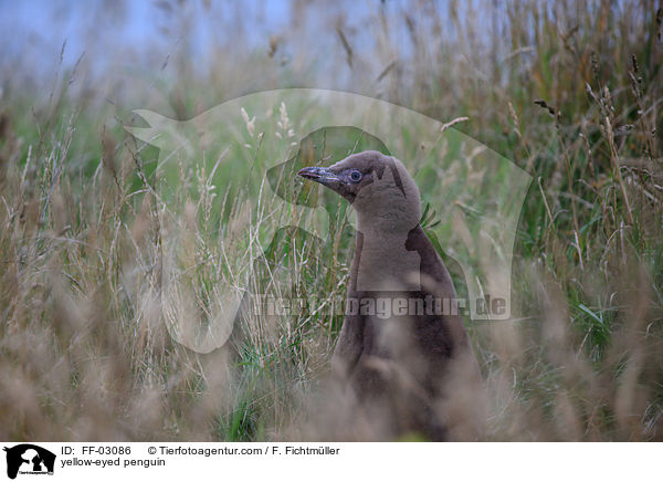 Gelbaugenpinguin / yellow-eyed penguin / FF-03086