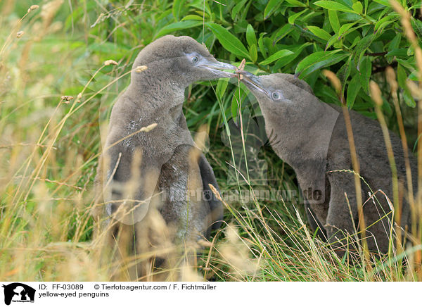 yellow-eyed penguins / FF-03089