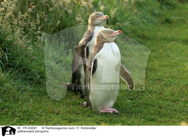 yellow-eyed penguins / FF-03091