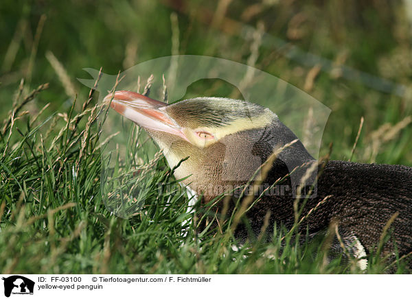 yellow-eyed penguin / FF-03100