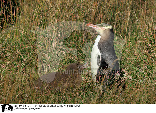 Gelbaugenpinguine / yellow-eyed penguins / FF-03101