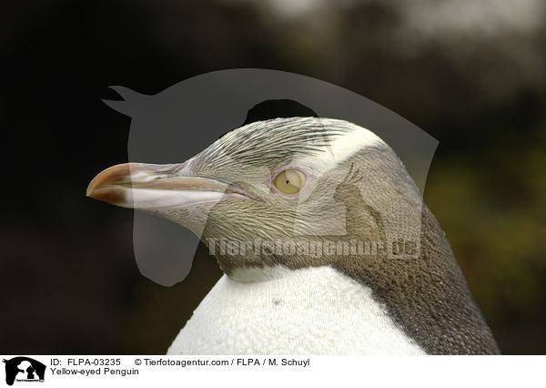Gelbaugenpinguin / Yellow-eyed Penguin / FLPA-03235