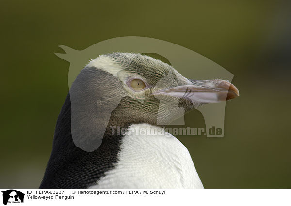 Gelbaugenpinguin / Yellow-eyed Penguin / FLPA-03237