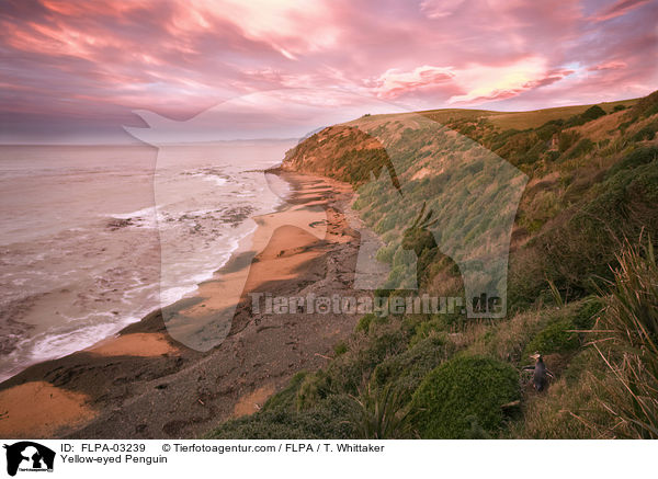 Gelbaugenpinguin / Yellow-eyed Penguin / FLPA-03239