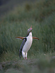 Yellow-Eyed Penguin