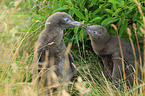 yellow-eyed penguins