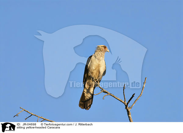 sitting yellow-headed Caracara / JR-04698