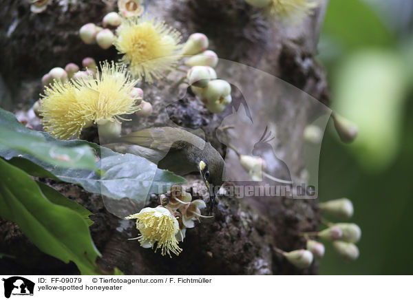 yellow-spotted honeyeater / FF-09079