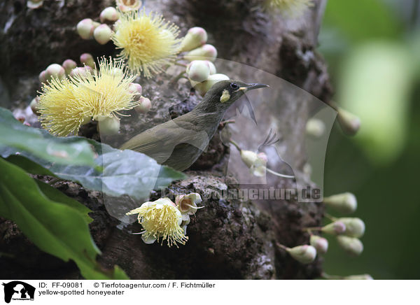 yellow-spotted honeyeater / FF-09081