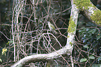 yellow-spotted honeyeater