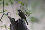 yellow-spotted honeyeater