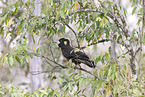 yellow-tailed black cockatoo