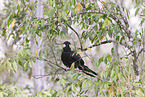 yellow-tailed black cockatoo