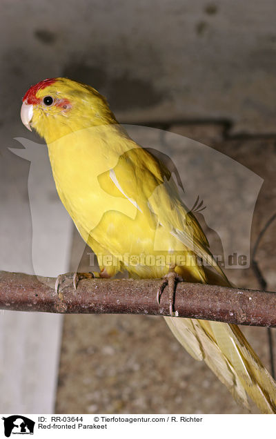 gelber Ziegensittich / Red-fronted Parakeet / RR-03644