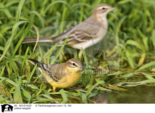 Schafstelze / yellow wagtail / SO-01425