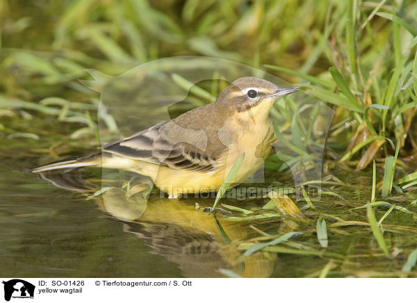 Schafstelze / yellow wagtail / SO-01426