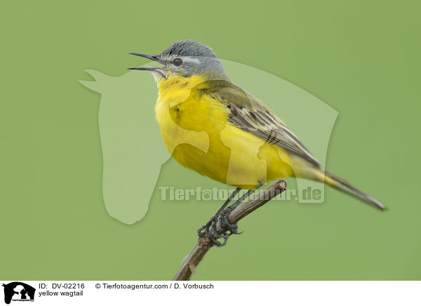 Schafstelze / yellow wagtail / DV-02216