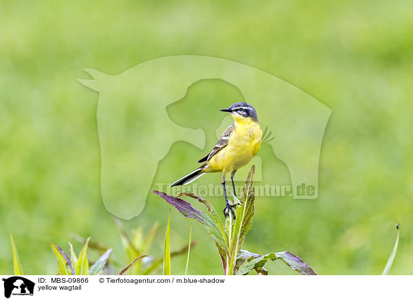 yellow wagtail / MBS-09866