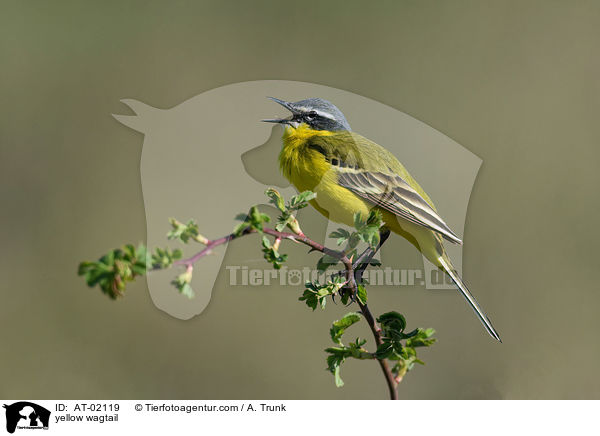 Schafstelze / yellow wagtail / AT-02119