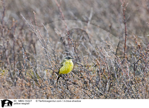 yellow wagtail / MBS-14227