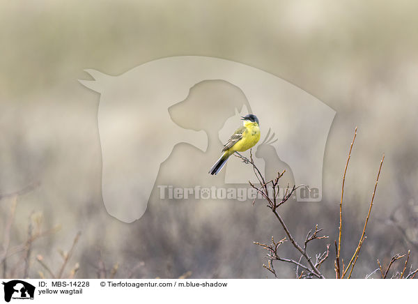 yellow wagtail / MBS-14228