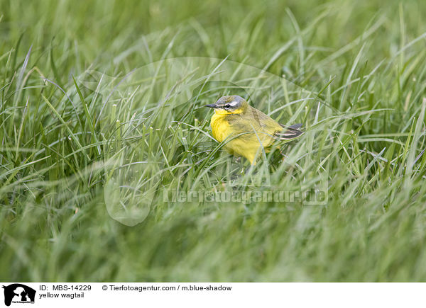 yellow wagtail / MBS-14229