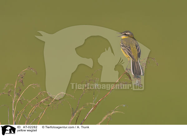 yellow wagtail / AT-02282