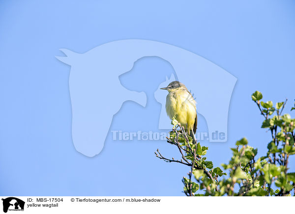 yellow wagtail / MBS-17504
