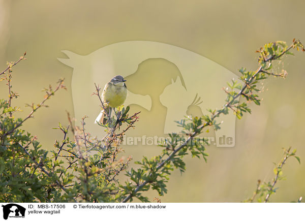 Schafstelze / yellow wagtail / MBS-17506