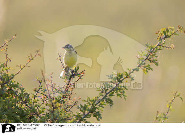 yellow wagtail / MBS-17507