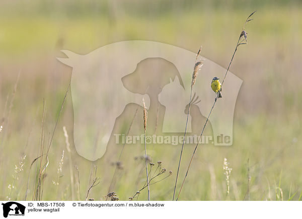 Schafstelze / yellow wagtail / MBS-17508