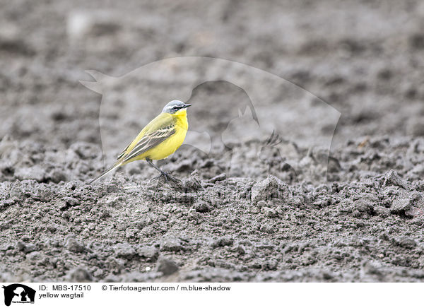 yellow wagtail / MBS-17510