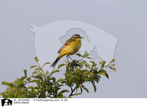 yellow wagtail / SO-02804