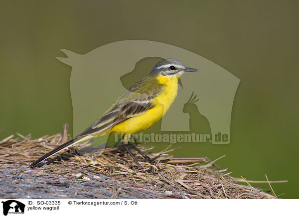 yellow wagtail / SO-03335