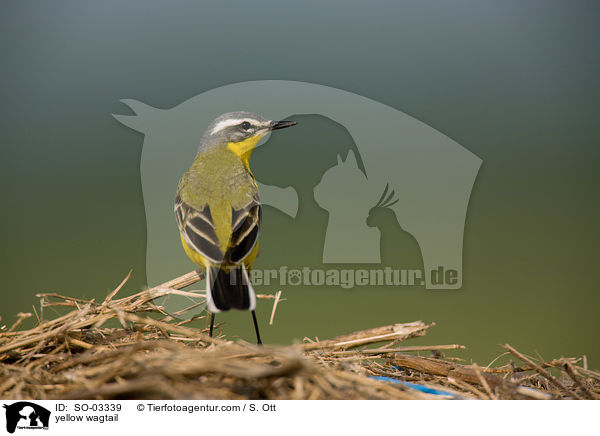 yellow wagtail / SO-03339