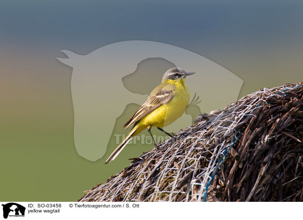 yellow wagtail / SO-03456