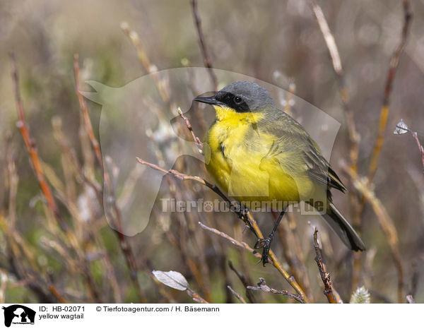 yellow wagtail / HB-02071