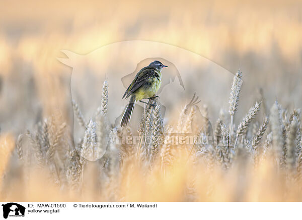 Schafstelze / yellow wagtail / MAW-01590