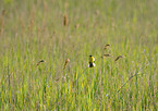 yellow wagtail