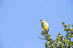 yellow wagtail