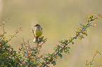 yellow wagtail