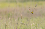 yellow wagtail