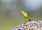 yellow wagtail