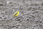 yellow wagtail