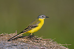 yellow wagtail