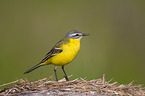 yellow wagtail