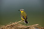 yellow wagtail